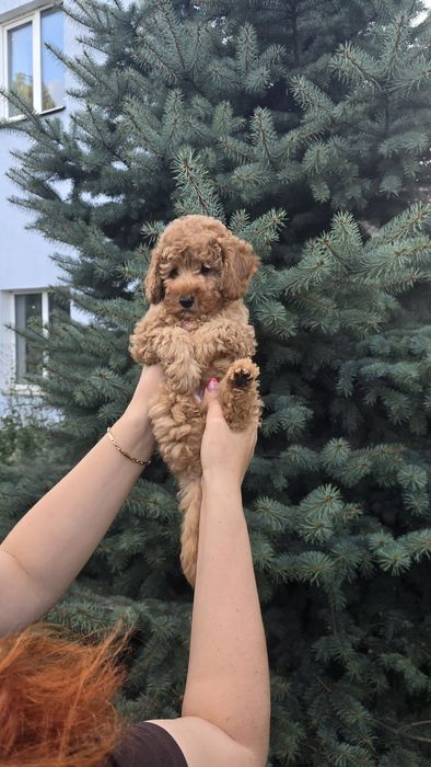 Мальчик мальтипу ф2