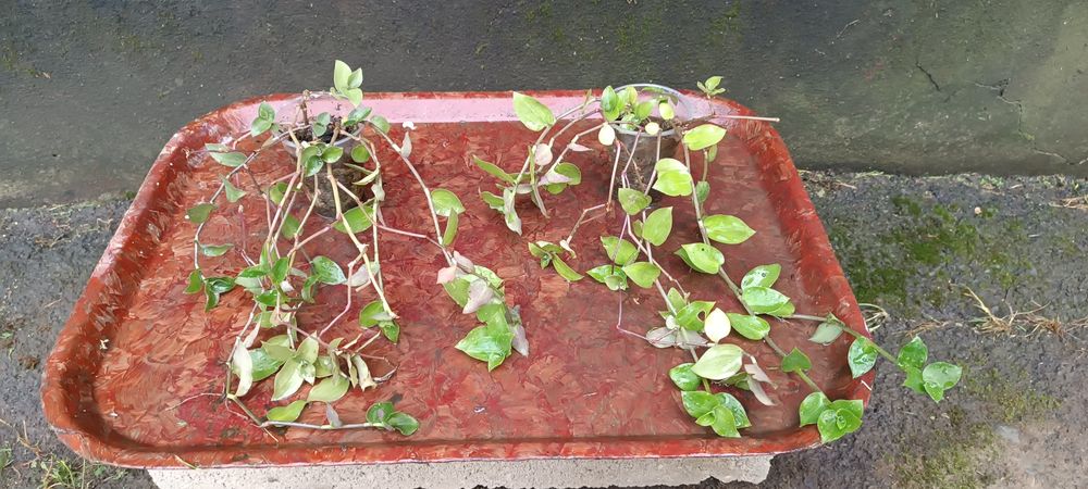 Хлорофітум, традиції, драцена, монстера Манкі