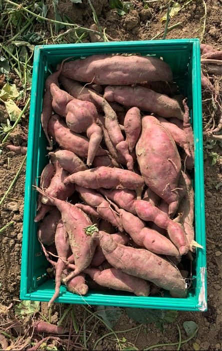 Vendo Batata Doce Biologica