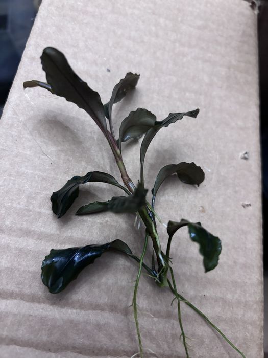 Plantas aquarios (anubias, bucephalandra, fetos java)