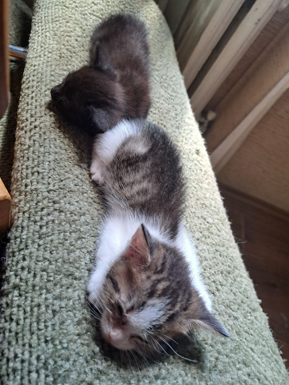 Отдадим котенка в хорошие руки