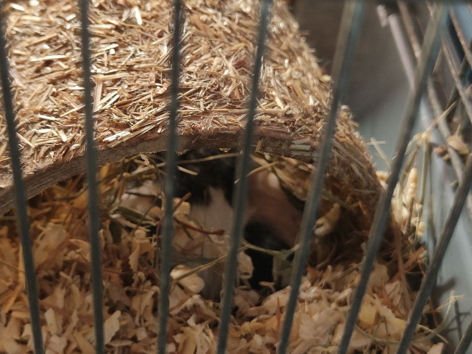 Chomiki za symboliczną opłatą