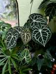 Anthurium clarinerviumx x pedatoradiatum