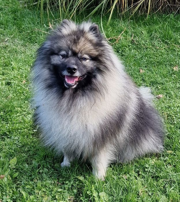 Szpic wilczy - Keeshond - szczenięta
