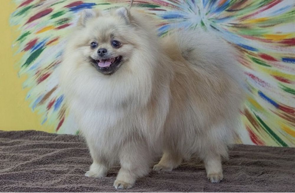 Померанський шпіц