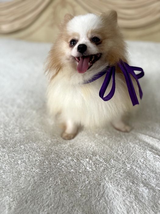 Міні-принци Померанські шпіци чекають на свої сімї