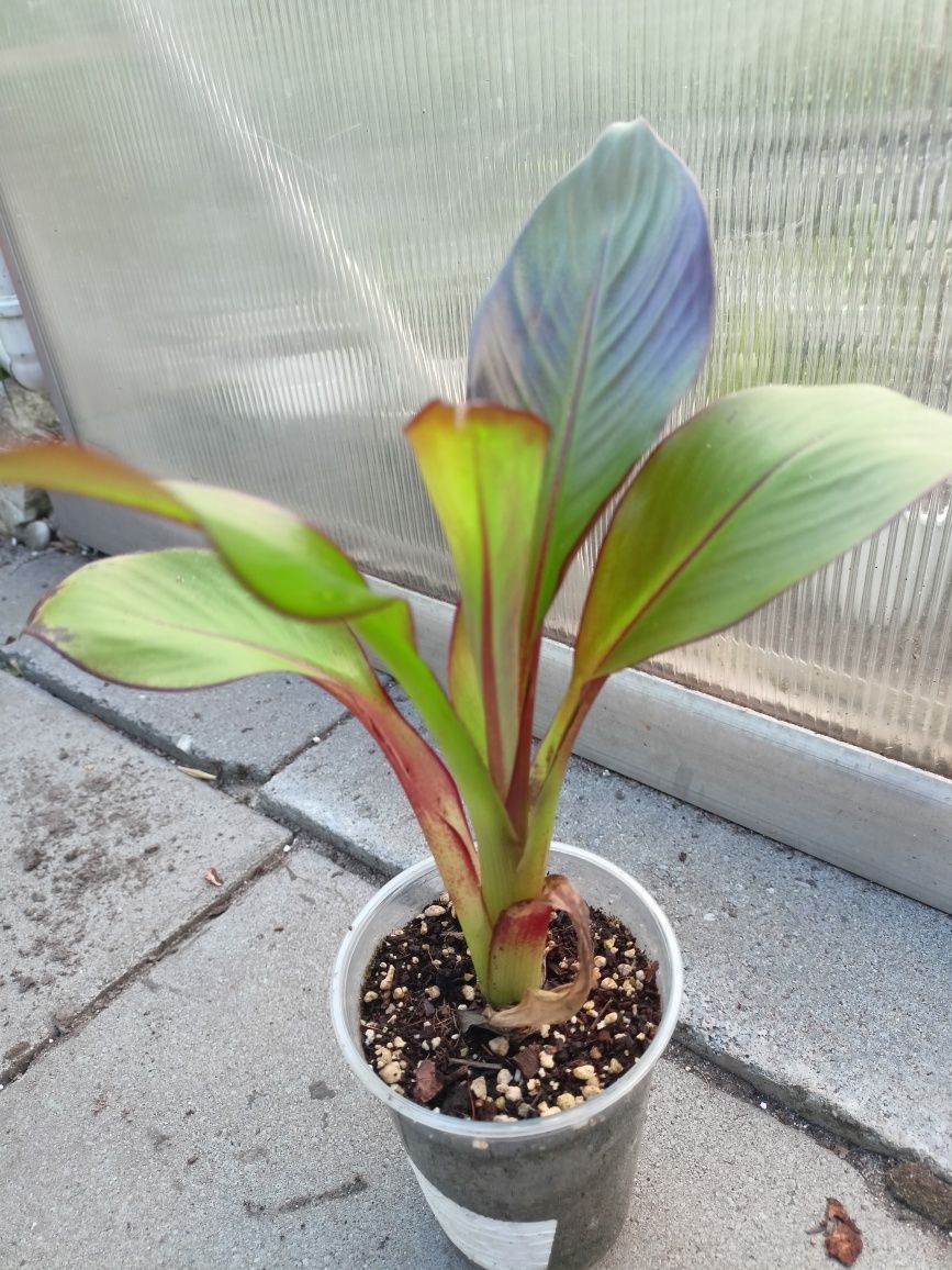 Banan papirus opuncja maureli dasyliiron oliwka dasyliiron bambus