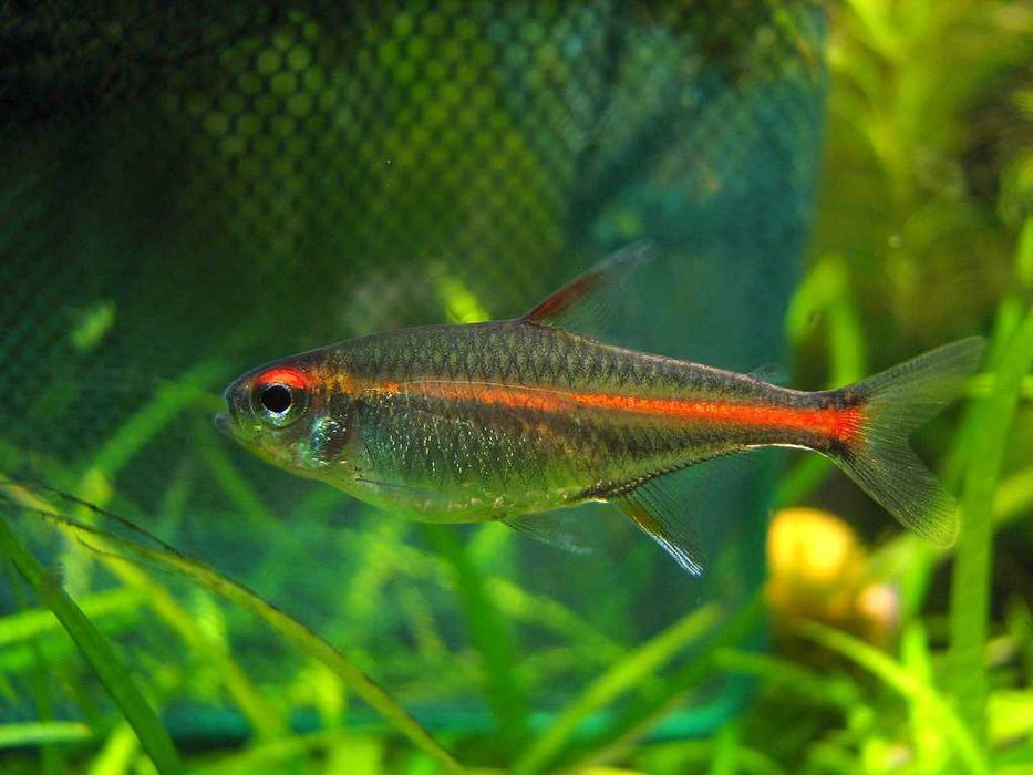 Zwinnik jarzeniec (Hemigrammus erythrozonus) WYSYŁKA AKWAWIN