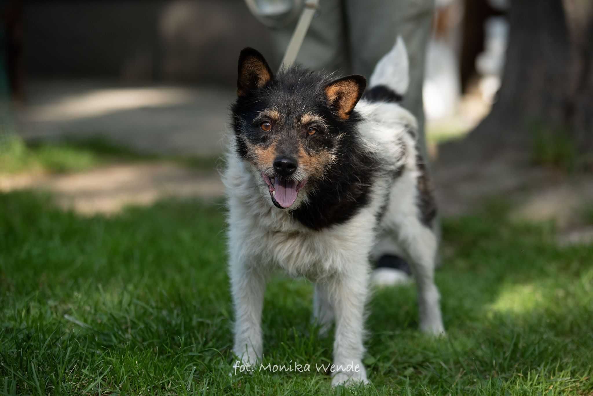 Zeusek poleca się do adopcji