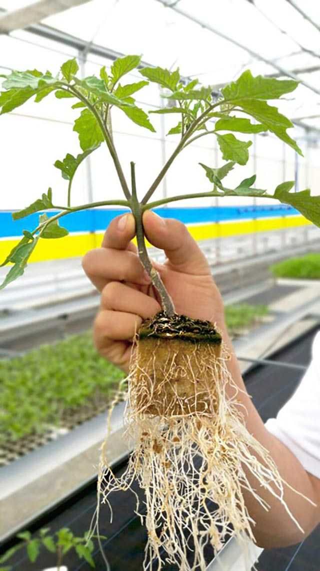 Hidroponia - Caixa Espuma Fenólica - 648 plantas - Loja Oficial