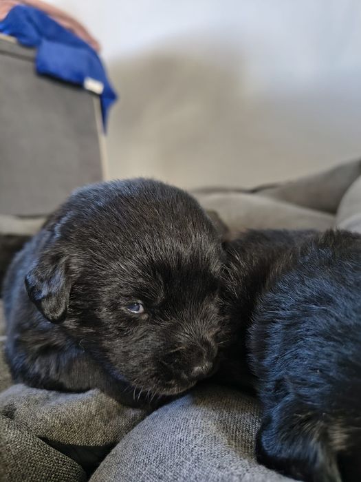 Oddam pieski 6 suczek labrador szpic szuka ciepłego domu