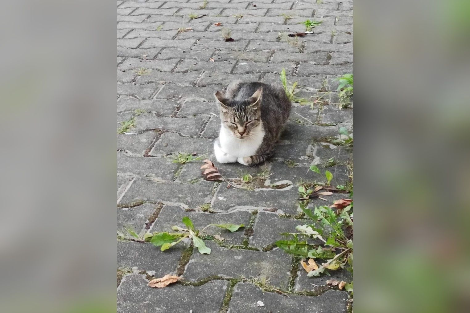 Prześliczna kotka szuka kochającego domu!