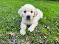 Golden Retriever - chłopiec