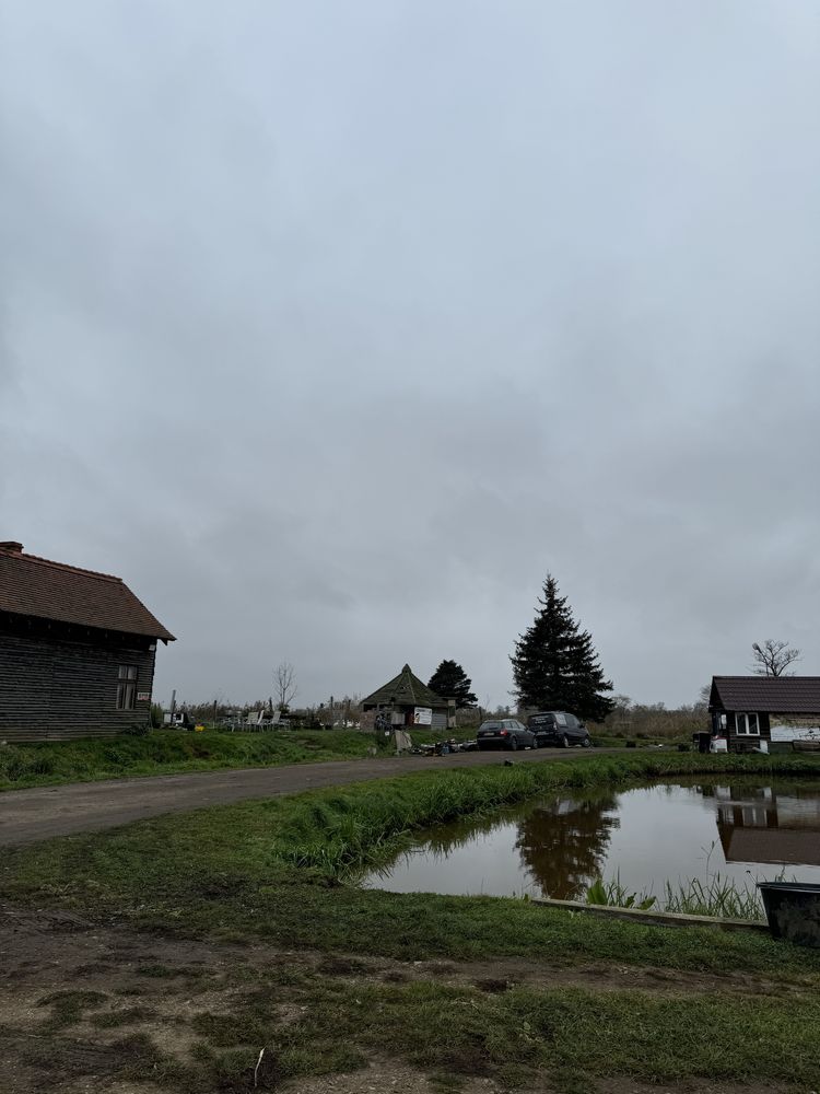 Karp handlowy żywy
