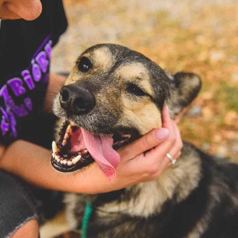 Pies do adopcji. Sam uśmiech, radość, wdzięczność.