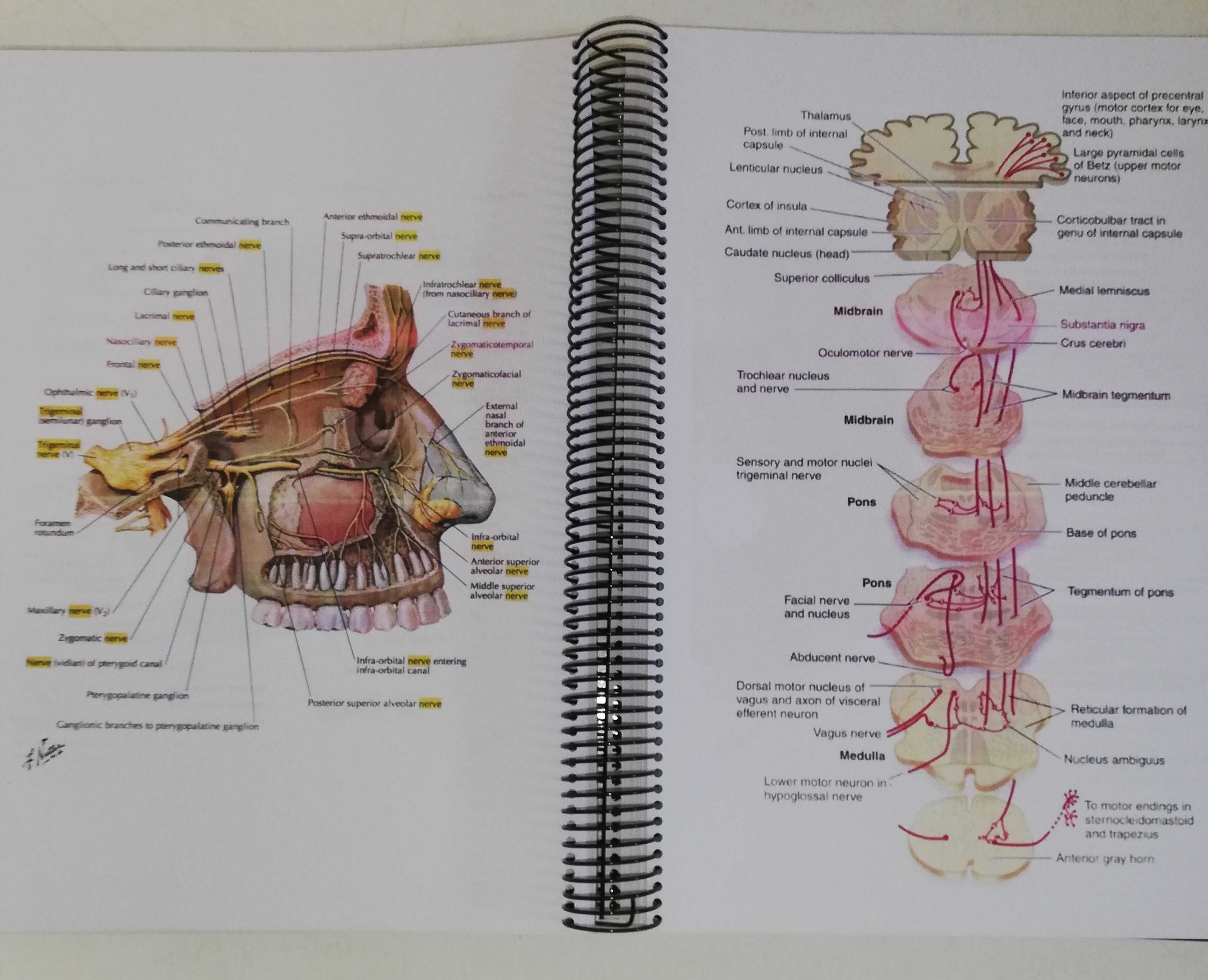 Atlas de Neuroanatomia