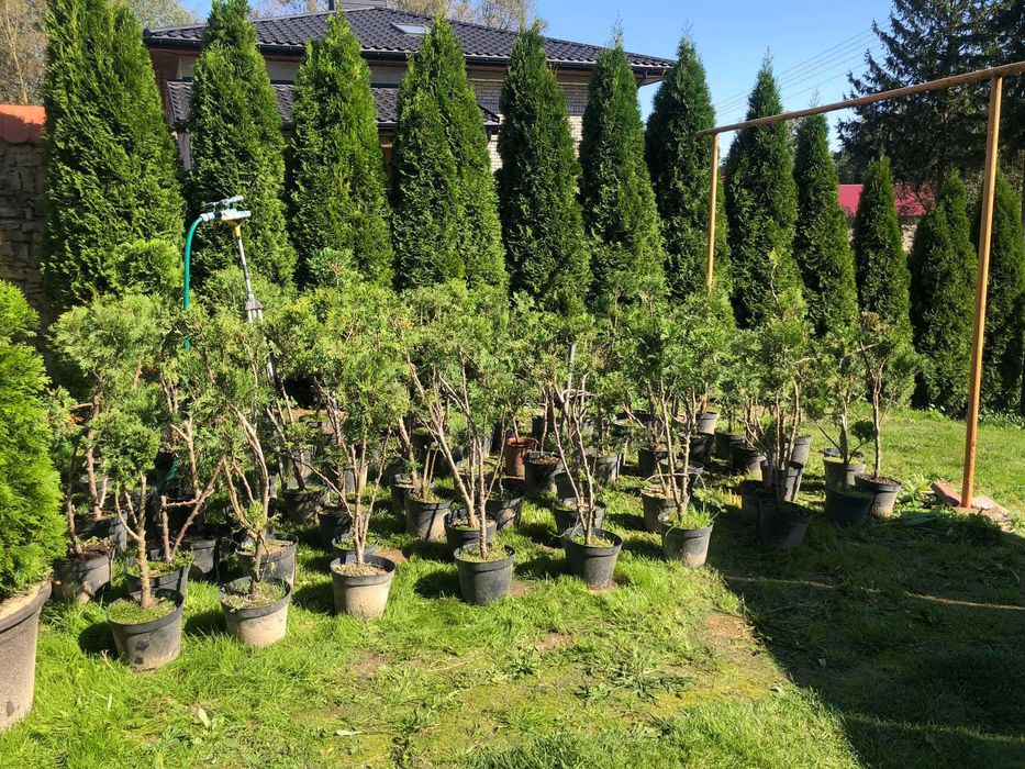 tuja drzewko bonzai bonsai do ogrodu