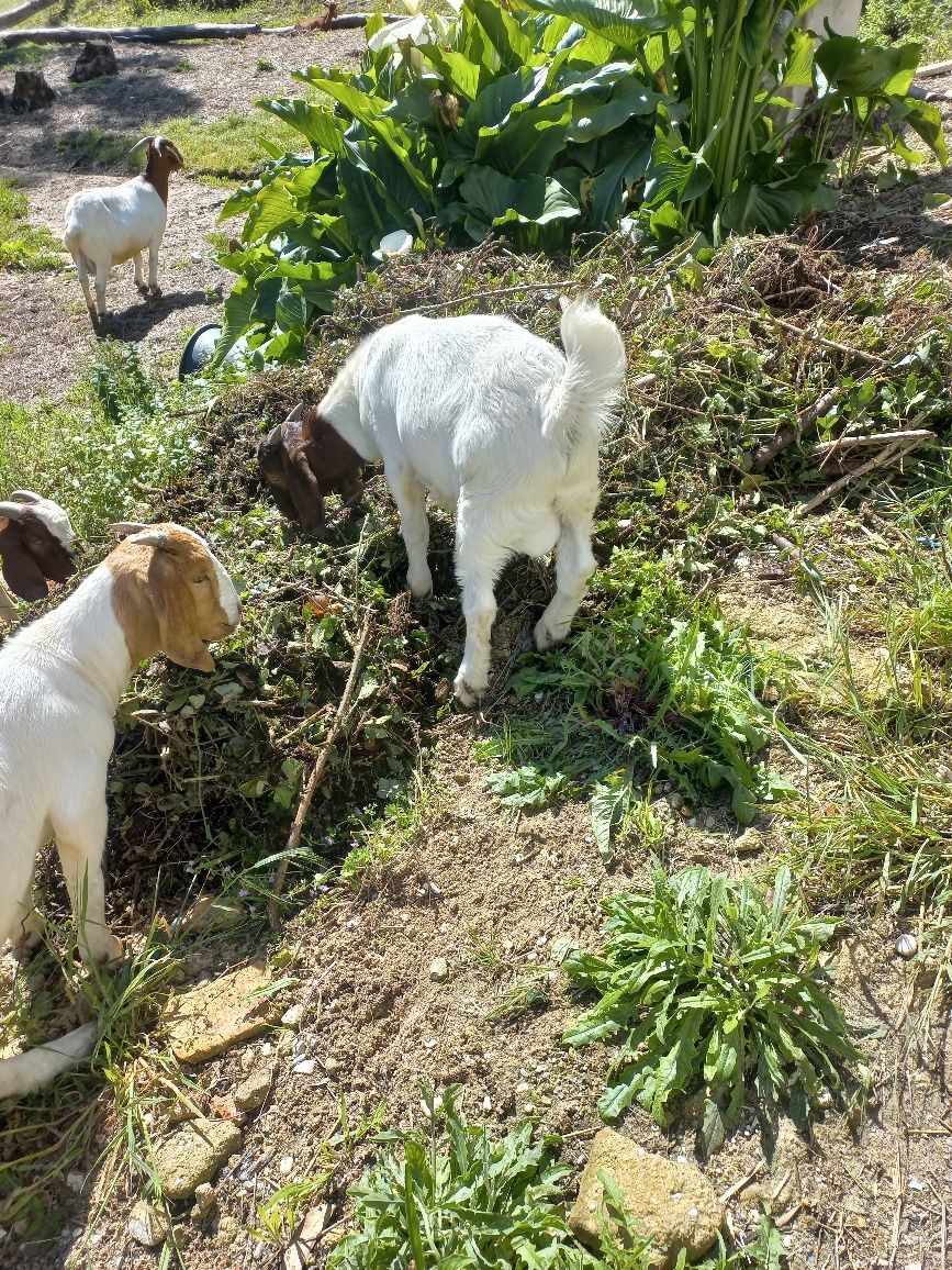 Cabrito boer com 4 meses