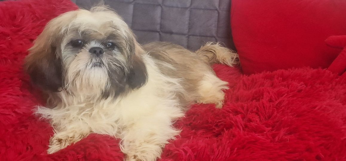 Shih tzu  tricolor