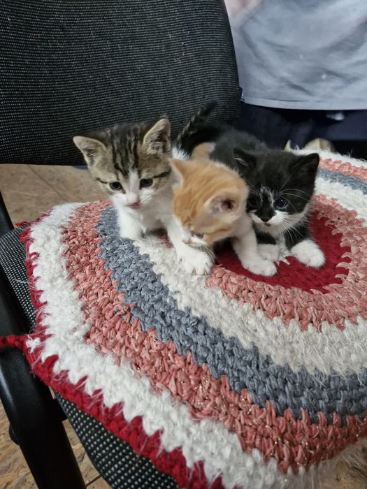 Отдаем котят два мальчика и девочка