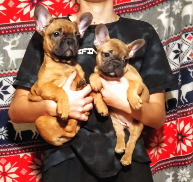 Французкий бульдог.