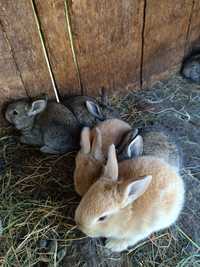 Продам кролі маленькі та більші!!