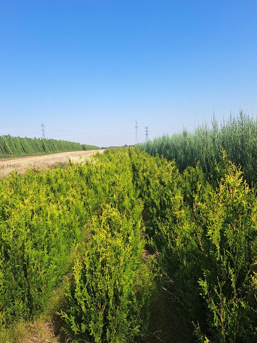 Tuja Szmaragd  80cm-180 cm (Aureospicata 100cm-160cm)