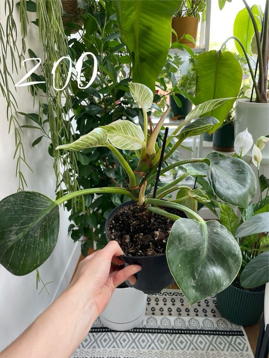 Філодендрон Біркін philodendron birkin