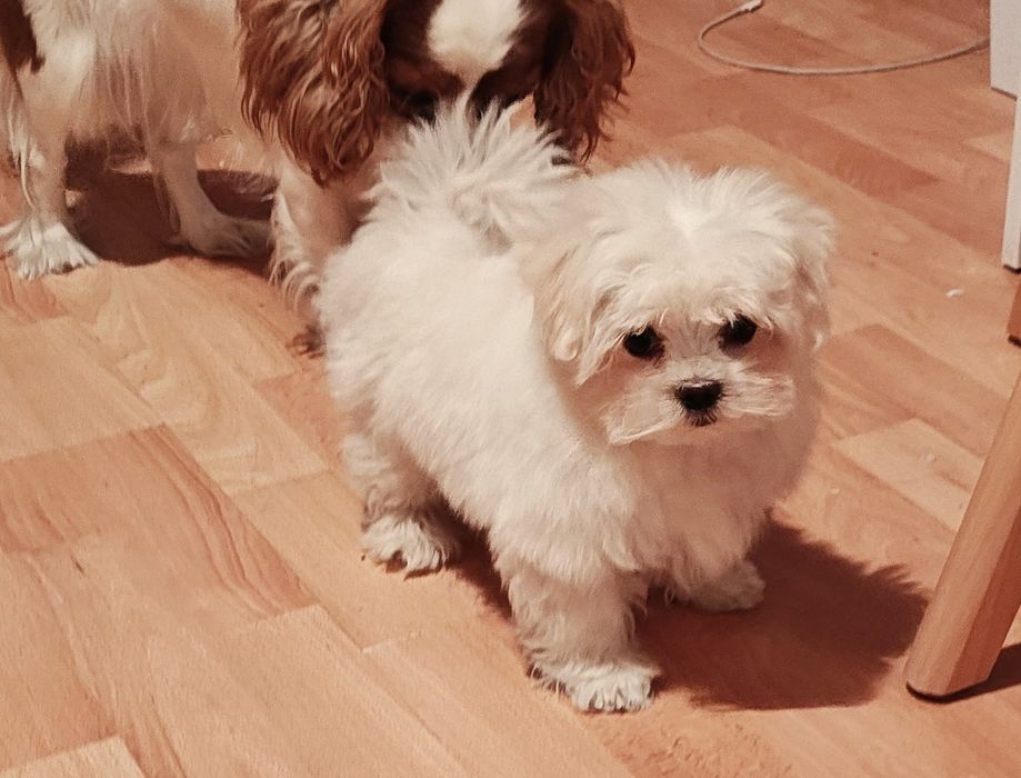 Maltańczyk malutki piesek ZkwP FCI