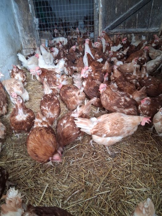 Kury Nioski Rasy messa