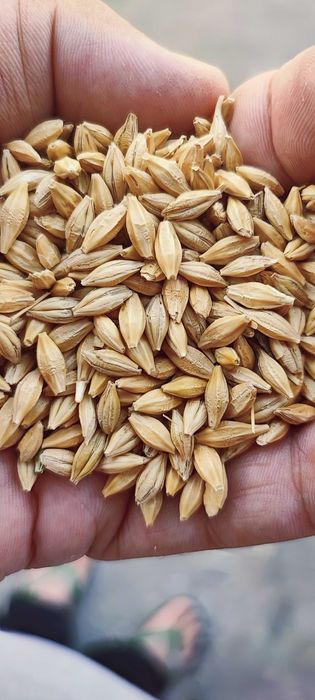 Ячмінь, пшениця, солома, доставка до двору.