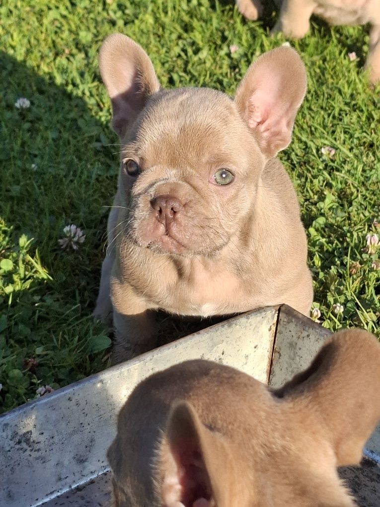 Buldog francuski Isabella