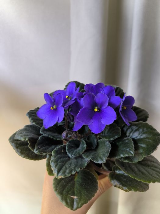 Дітки фіалок (мікс сортів). Також є листочки для вкорінення.