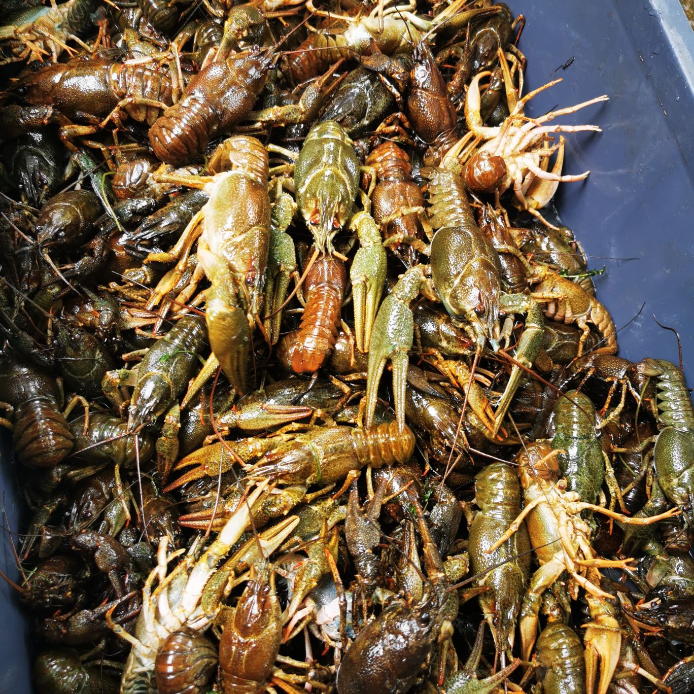 Раки річкові опт