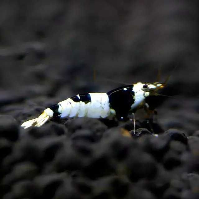 GB Krewetka Biało Czarna - Crystal Black - dowóz ryb!