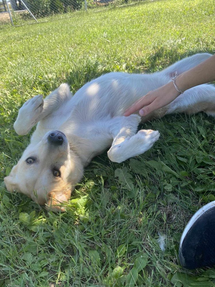 Cynia do adopcji
