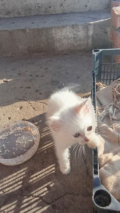 Кошенята, дві кицьки шукають господарів