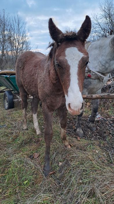Продається лошиця...7 місяців...ціна договірна