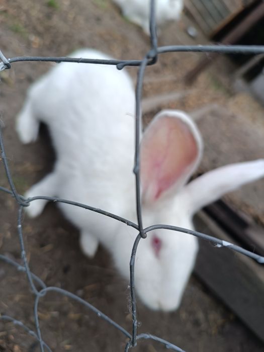 Кроличка вже покрита