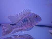 Ziemojad Sveni Geophagus sveni