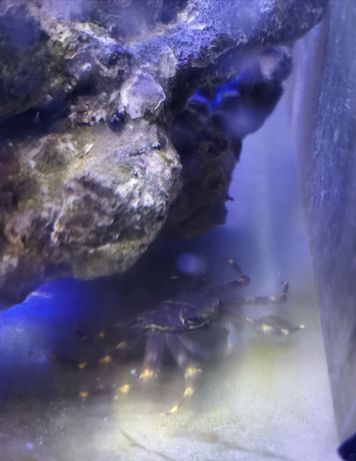 Krab Percnon gibbesi akwarium morskie