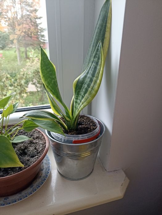 Sprzedam kwiat Sansoewiera