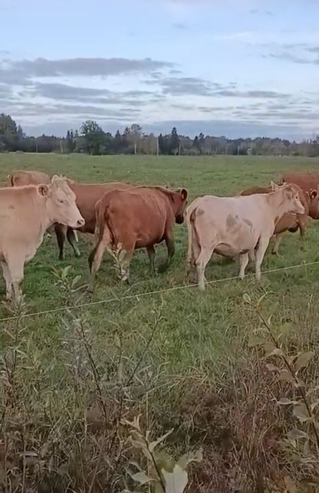 Jałówki mleczne wysokocielne Estońska czerwona  7-8 miesięcy cielność