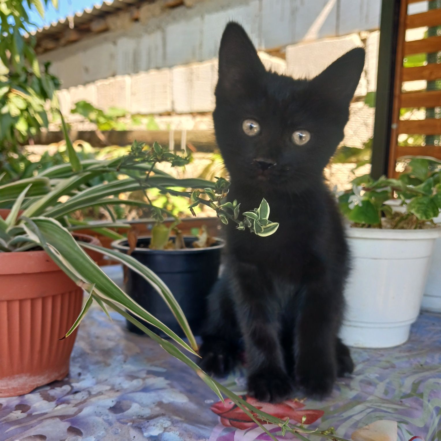 Отдам котят в хорошие руки