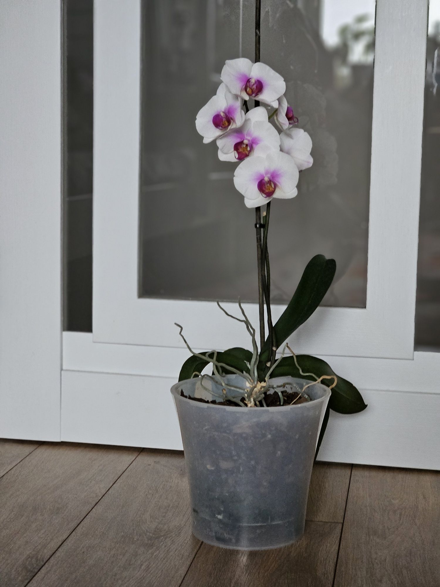Продам орхидею, сорт Motion