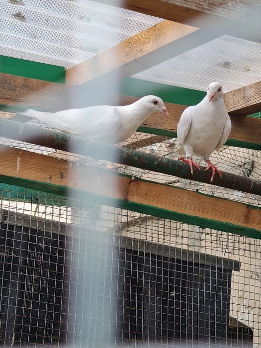 Młody mulemans i biale pocztowe