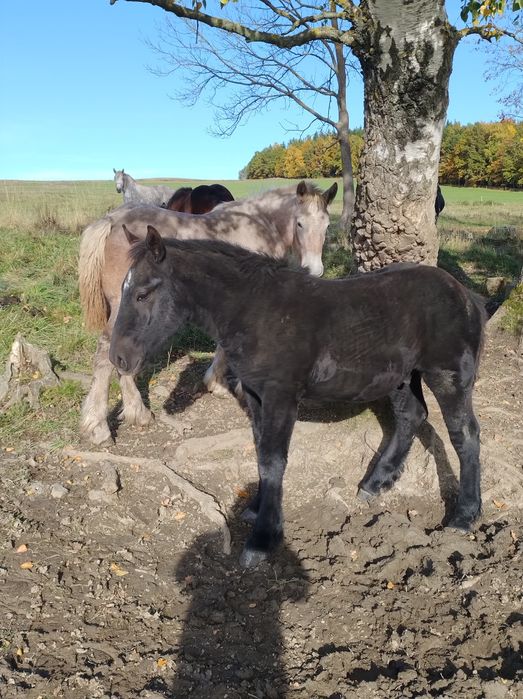 Ogierki i zimnokrwiste