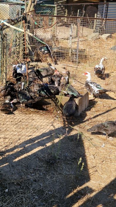 Patos mudos para venda