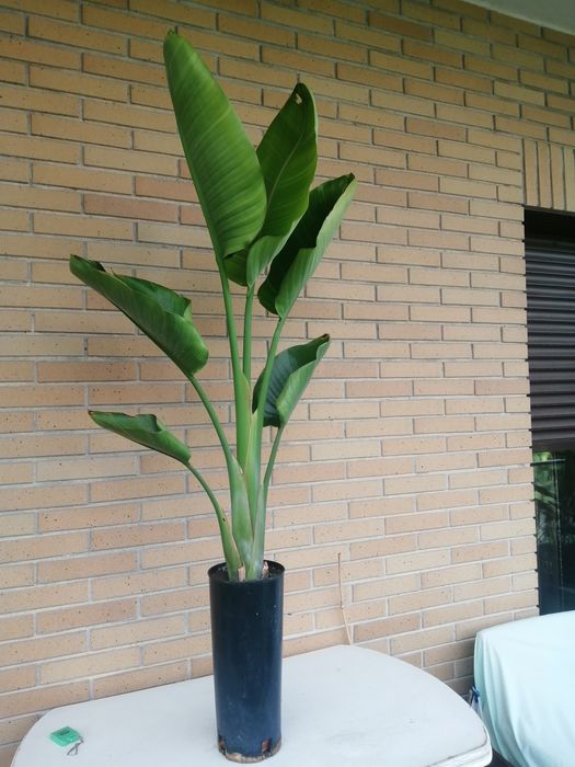 Estrelicia Nicolai (Augusta) em vaso.