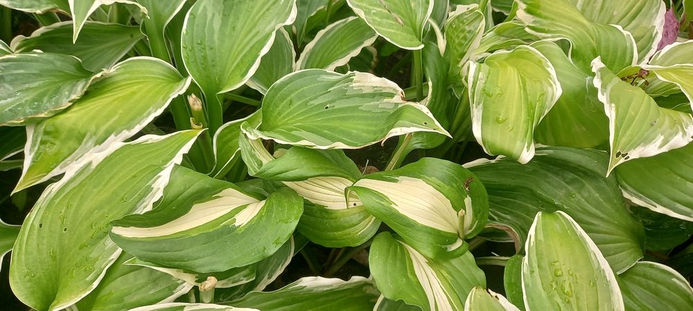 Хаутюнія кампсис ліана Гортензія  хоста бадан заячі вушка аконіт м'ята